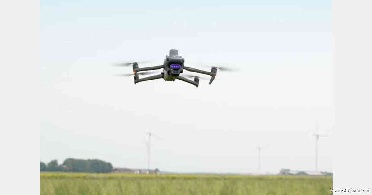 Drone getest voor vroegere opsporing van Phytophthora in biologische aardappelteelt