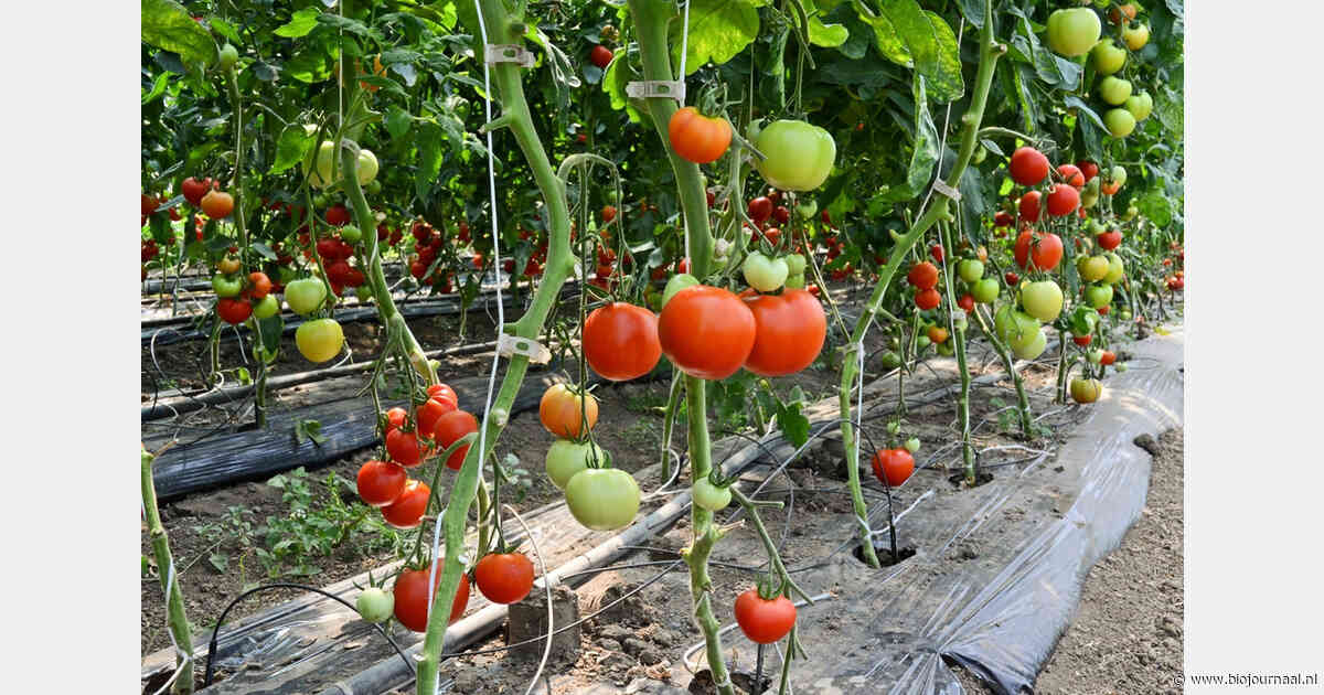 Frans onderzoeksproject ontwikkelt biologische gewasbescherming voor tomatenteelt