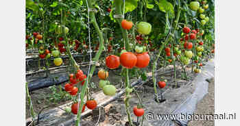 Frans onderzoeksproject ontwikkelt biologische gewasbescherming voor tomatenteelt