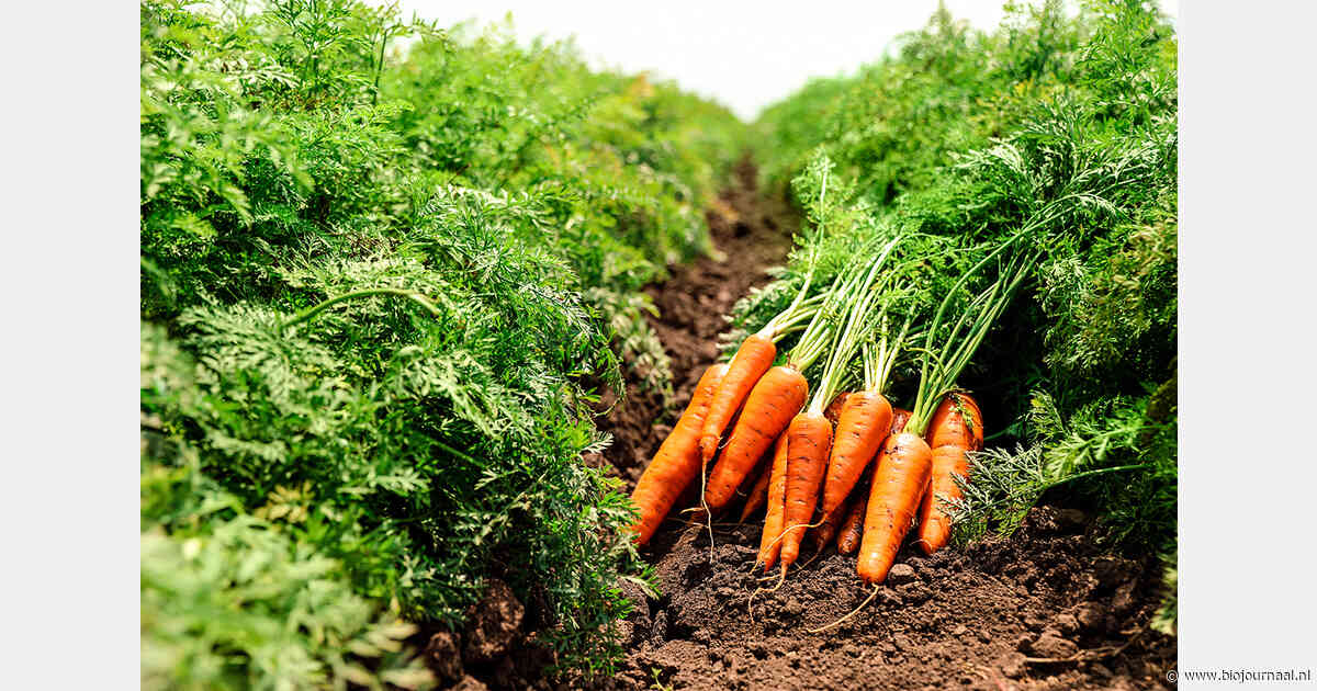 Hitte en droogte decimeren biologische oogst in heel Europa