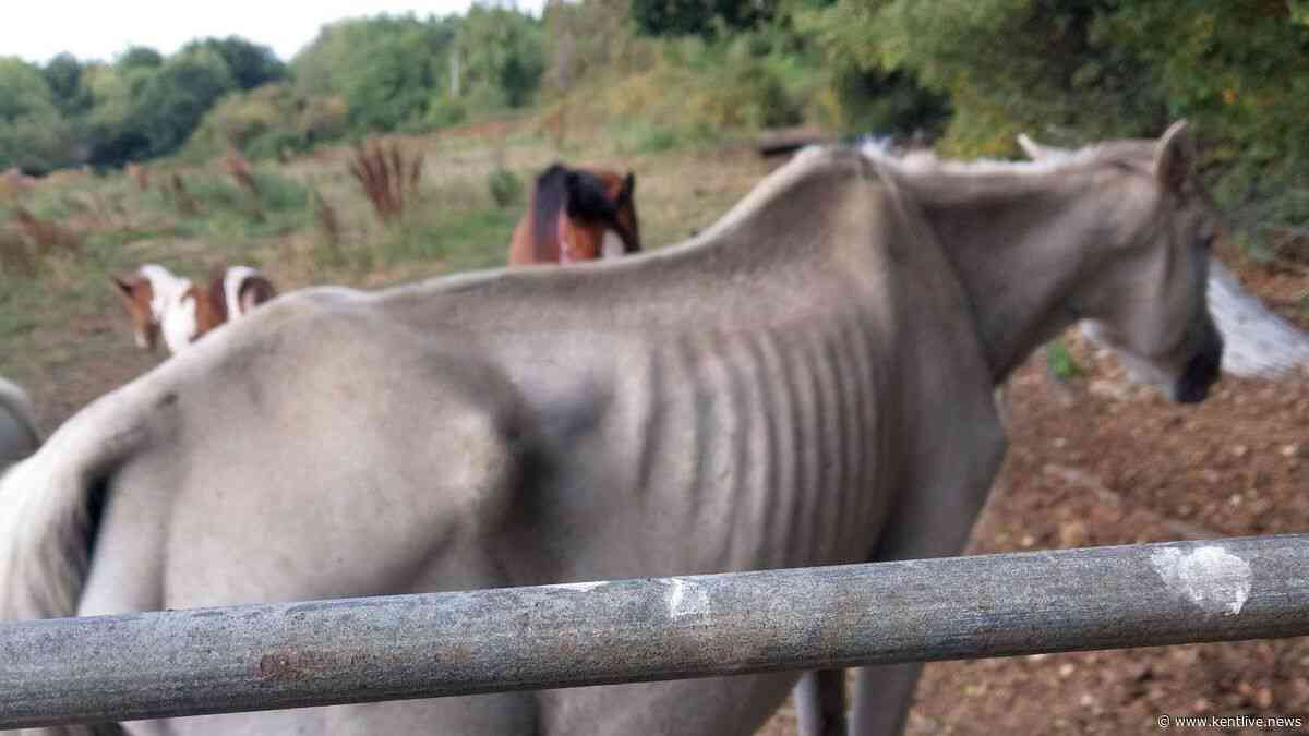 Man, 19, admits neglecting his emaciated horse that was found in "pain" in a Sevenoaks field