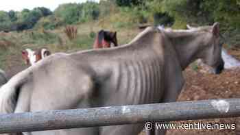 Man, 19, admits neglecting his emaciated horse that was found in "pain" in a Sevenoaks field