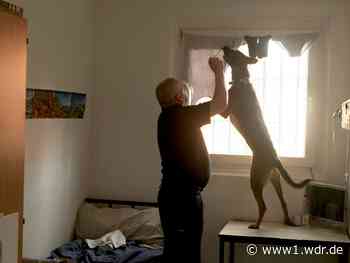 JVA Köln: Spürhunde suchen nach Drogen und Handys