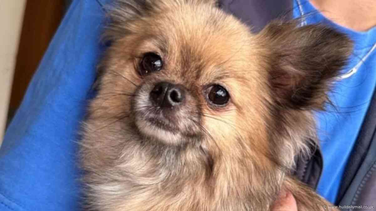 Council launches new Facebook page to help reunite lost pets with owners