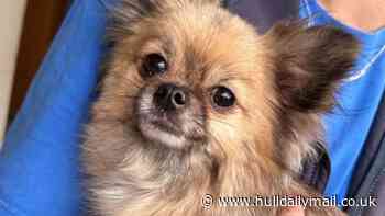 Council launches new Facebook page to help reunite lost pets with owners