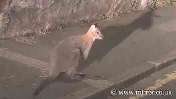 Driver amazed to see wallaby hopping along street in Cornwall