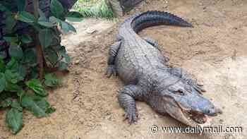 Boy, 3, who was seriously injured after being thrown 15ft into crocodile pit by disabled man returns home from hospital following seven operations over two months