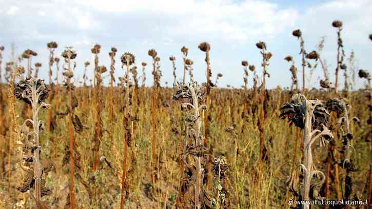 Siccità e caldo estremo minacciano l’agricoltura europea: le previsioni sulla resa dei raccolti crollano del 14%. L’Italia tra le più colpite