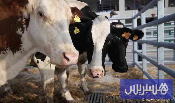 5 آلاف يورو للبقرة الواحدة.. أسعار قياسية تربك منتجي الحليب بالمغرب