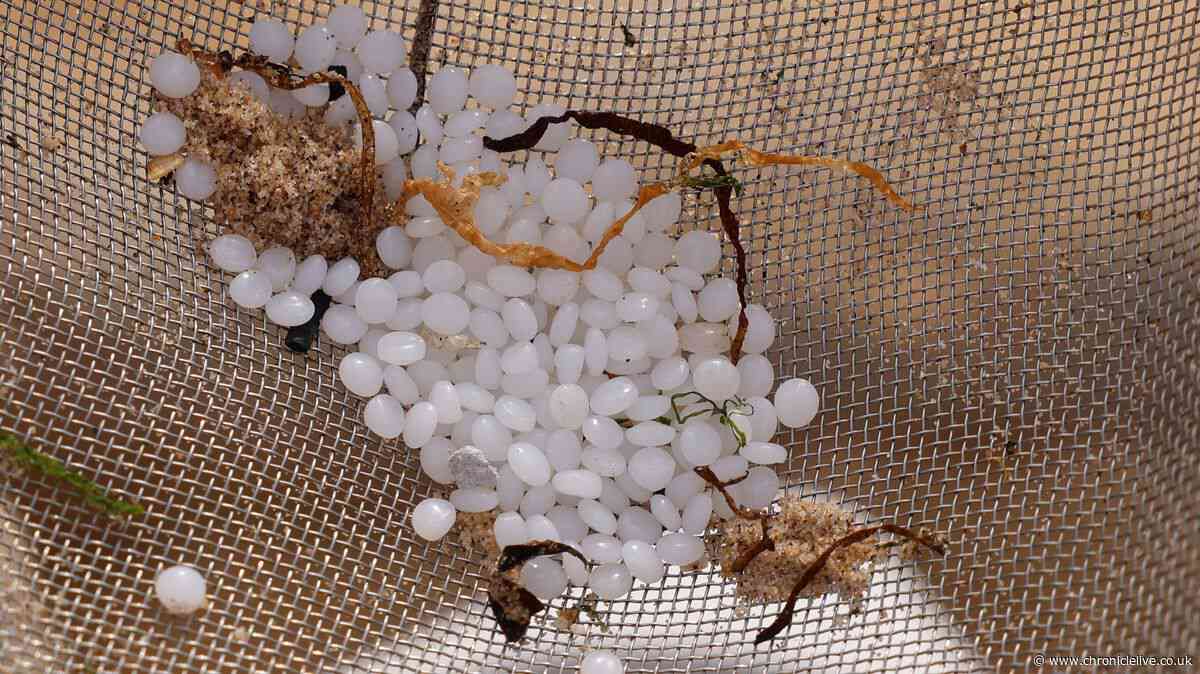 North East residents urged to join global nurdle hunt as part of plastic pollution survey