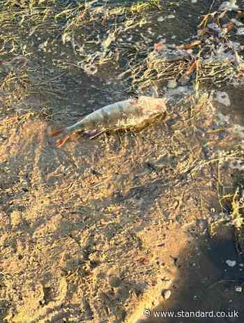 Dead fish wash up at London lake in latest blow to capital's wildlife from heatwaves