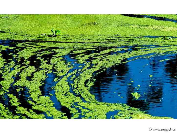 Potential blue green-algae bloom reported in Lake Nosbonsing