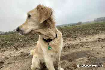 Hundesteuer: Stadt führt Bestandsaufnahme durch