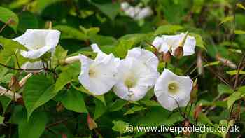 Bindweed will 'dry out' and not grow back if you do easy task this month