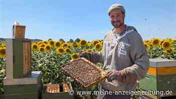 Öko-Imker aus Brackenheim schlägt Alarm: „Nicht genug Essen für alle Bienen“