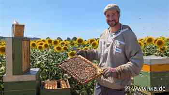 Öko-Imker aus Brackenheim schlägt Alarm: „Nicht genug Essen für alle Bienen“