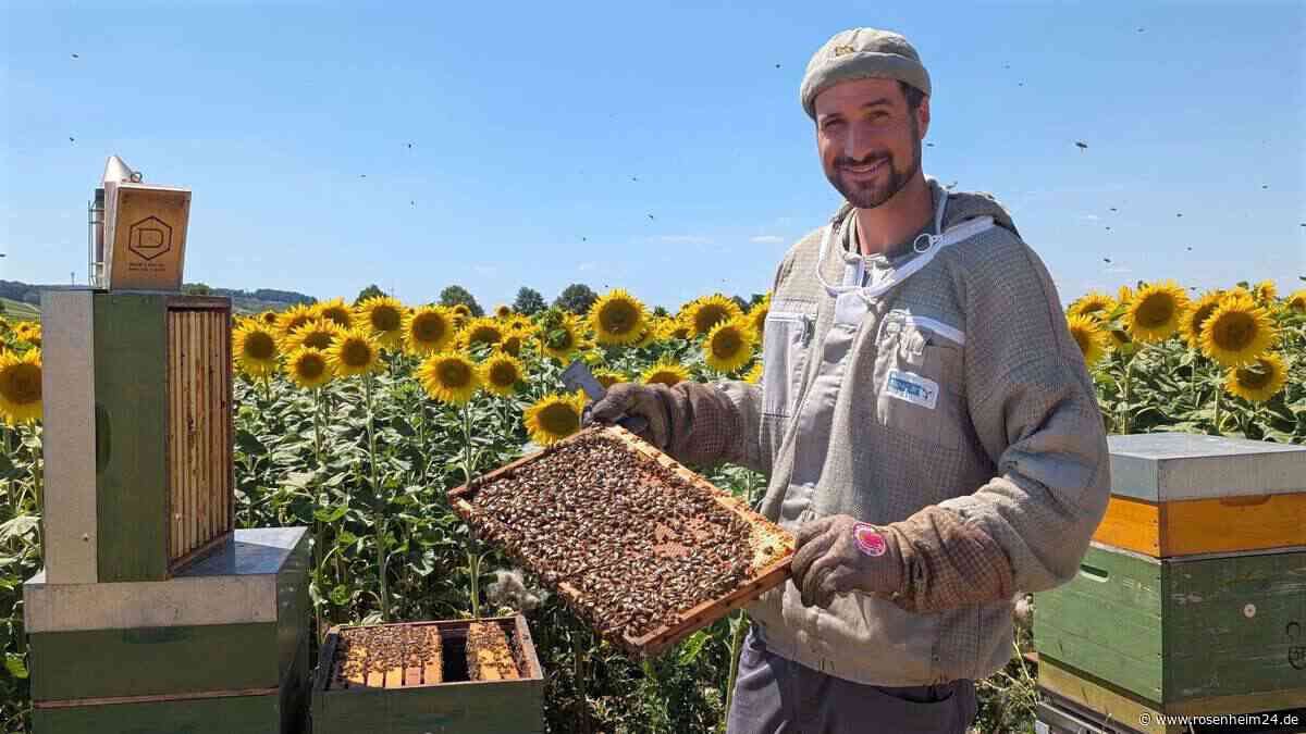 Öko-Imker aus Brackenheim schlägt Alarm: „Nicht genug Essen für alle Bienen“