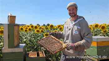 Öko-Imker aus Brackenheim schlägt Alarm: „Nicht genug Essen für alle Bienen“