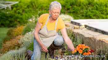 RHS 'don't assume' warning if your flowers have wilted in the hot weather