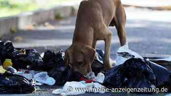 Ausgesetzter Säugling in Plastiksack: Streunender Hund wird zum Lebensretter in Thailand