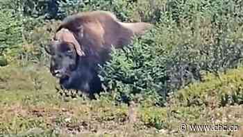 Extremely rare muskox sighting in Labrador | The Moment