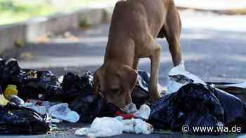 Ausgesetzter Säugling in Plastiksack: Streunender Hund wird zum Lebensretter in Thailand