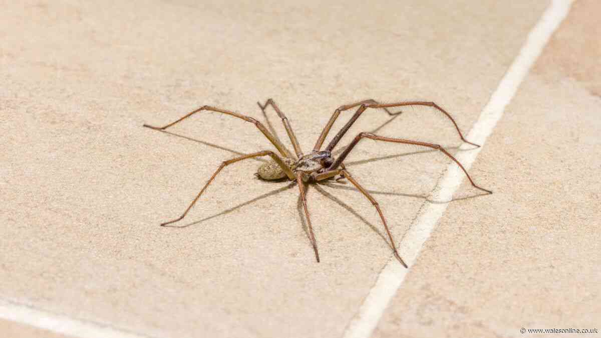 Spider season has started early – here's what you can do if you're scared