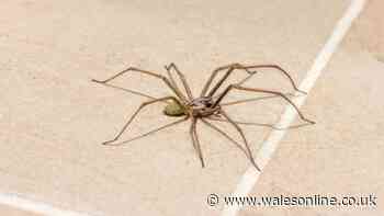 Spider season has started early – here's what you can do if you're scared