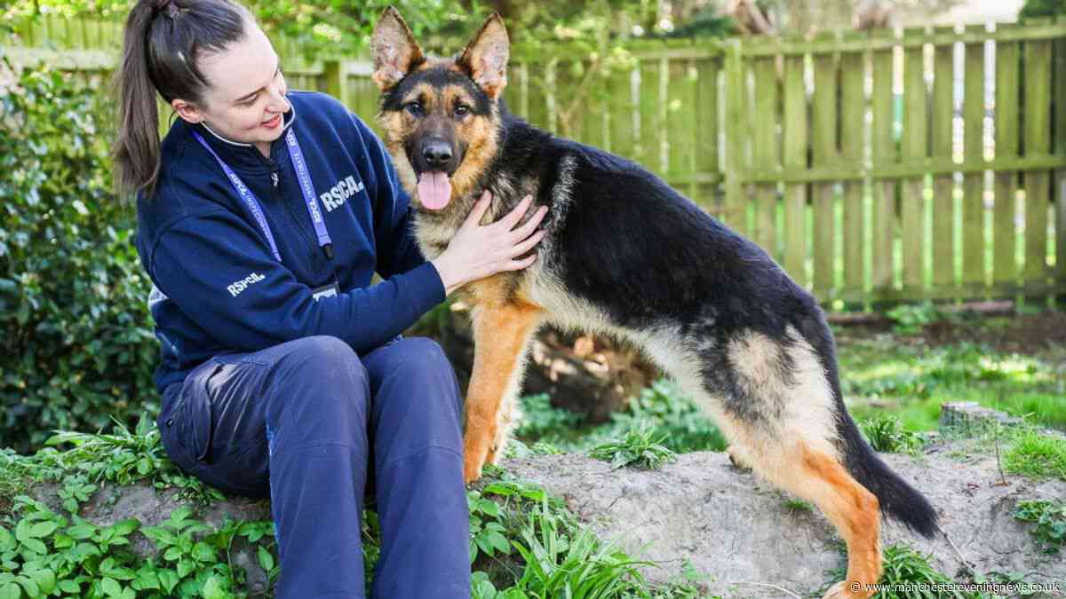 Dog given life-saving CPR after rescue from 'worst room' RSPCA officer had ever seen