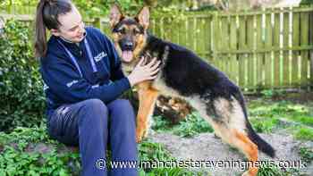 Dog given life-saving CPR after rescue from 'worst room' RSPCA officer had ever seen