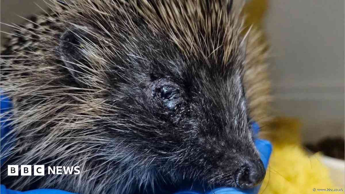 Plea after pregnant hedgehog 'kicked to death'