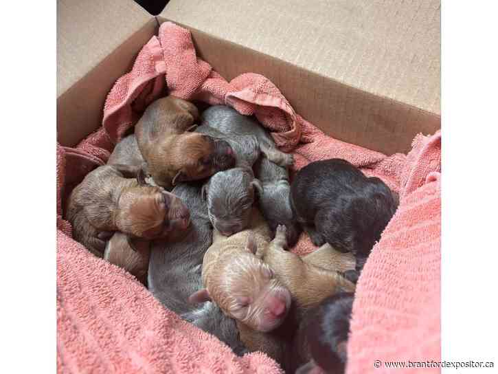 Abandoned newborn pups in foster care; supplies, funding still needed