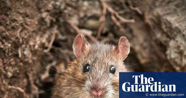 ‘Not any old vermin’: rats numbers are on the rise thanks to global heating – and poison may not be the answer
