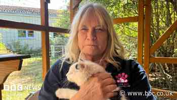 Neuter your pets, says charity hit by cat 'crisis'