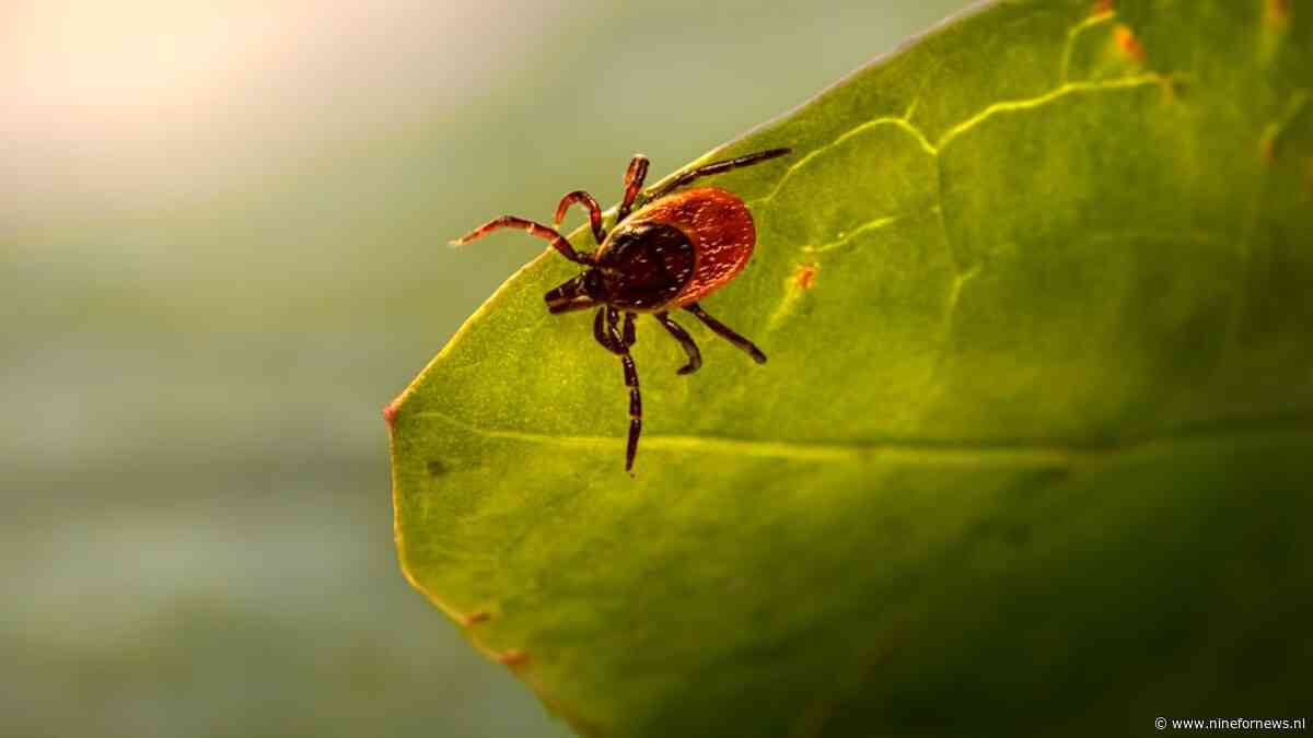 Ze zeggen dat chronische lyme niet te genezen is. Deze kliniek zegt van wel