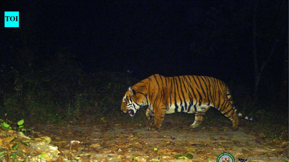 Bihar clears transfer of ‘a number of tigers’ to Bengal’s Buxa, first tigress may be airlifted