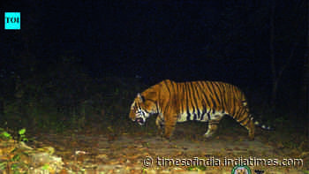 Bihar clears transfer of ‘a number of tigers’ to Bengal’s Buxa, first tigress may be airlifted