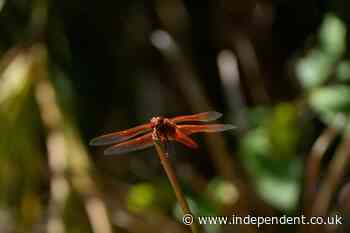 The meaning behind dragonflies as rare swarms spotted in California