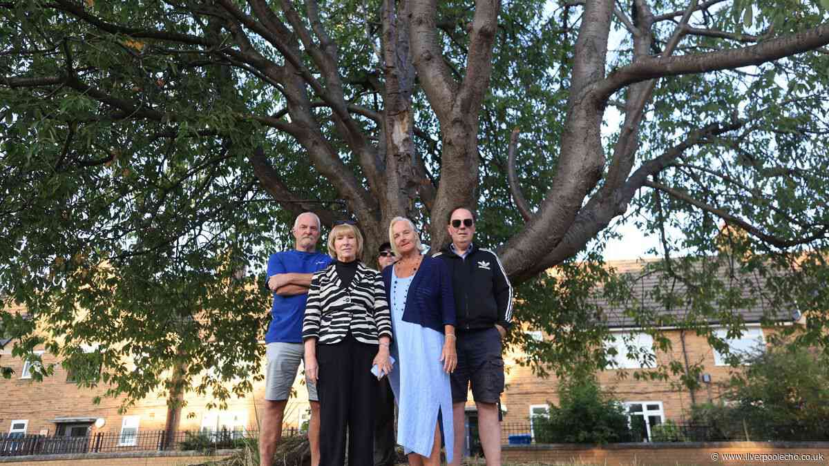 Fight to save Allerton tree as Margaret, 80, says 'no, that's not happening'