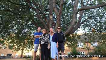 Fight to save Allerton tree as Margaret, 80, says 'no, that's not happening'
