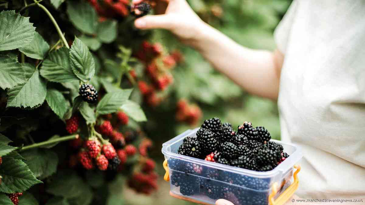 Legal rules for anyone picking blackberries as Brits warned over £300 fine
