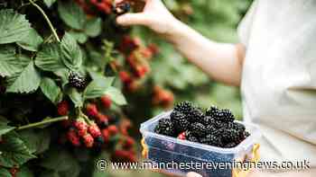 Legal rules for anyone picking blackberries as Brits warned over £300 fine