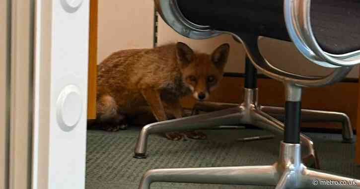 Fox breaks into MP’s office and rummages through cabinet
