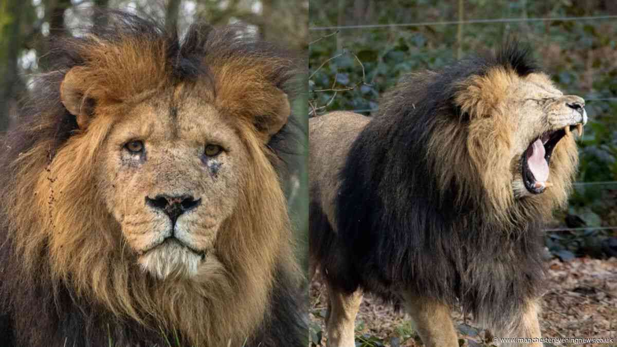 Tragedy as Knowsley Safari Park confirms death of 'much-loved' animal after 'sudden decline'