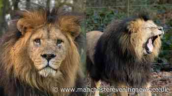 Tragedy as Knowsley Safari Park confirms death of 'much-loved' animal after 'sudden decline'