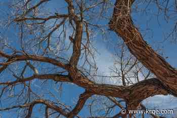 Albuquerque Water Authority offers affordable way to plant trees