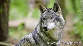 Gemeente Epe waarschuwt voor wolf op ’onverwachte plekken’, woedende reacties: ’Zal niet de eerste keer zijn dat het misgaat’