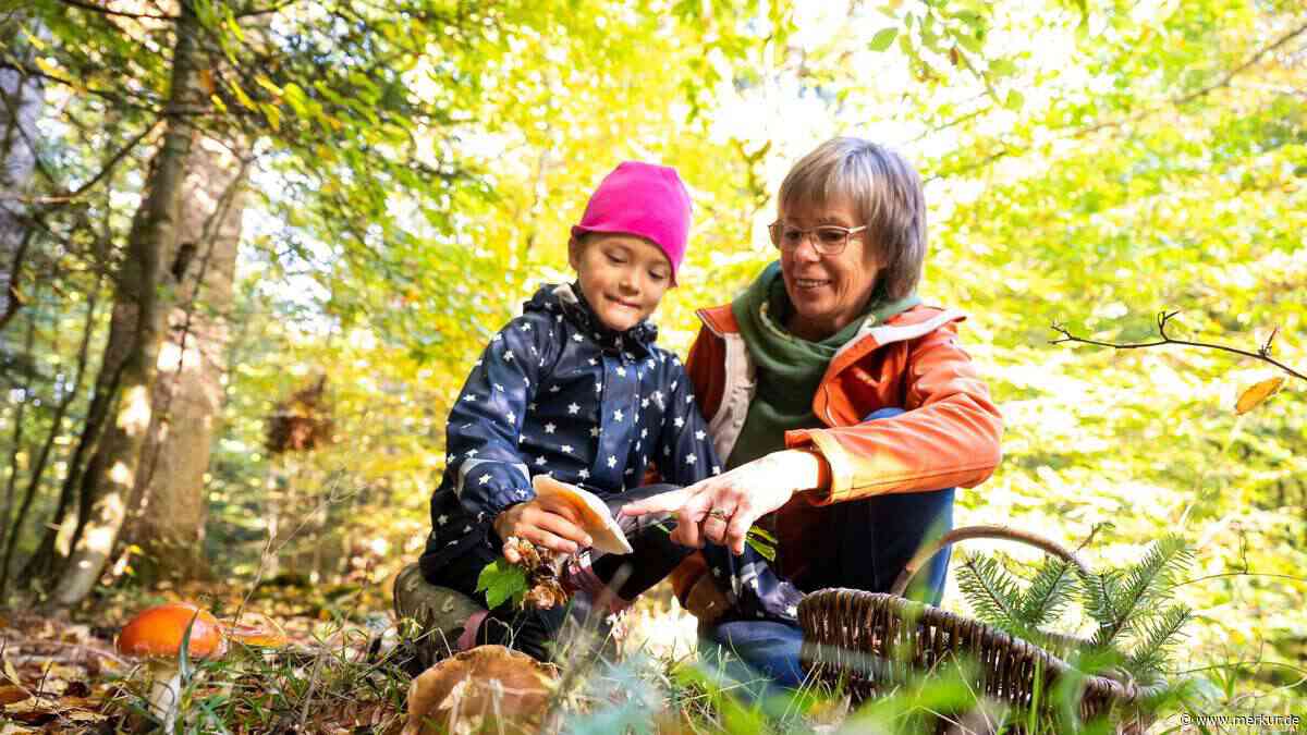 Schwammerl-Krise: Hitze und Trockenheit bremsen Pilzsaison in Bayern aus – „Lage dramatisch“