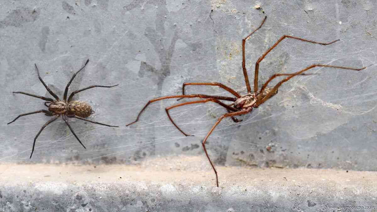 Keep spiders and flies out of homes by scattering 1 spice near windows and doors
