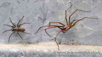 Keep spiders and flies out of homes by scattering 1 spice near windows and doors